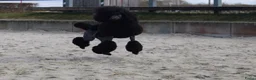 Poedel honden te koop: Grote poedel pups met fci stamboom - Advertentie 7