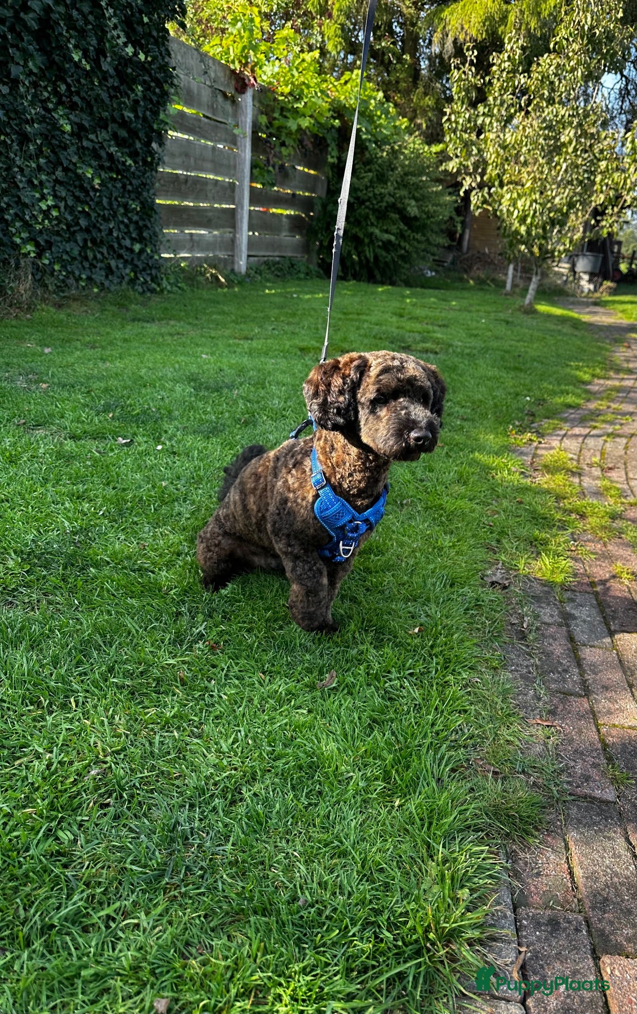 Maltipoo honden Maltipoo dekreu aangeboden  - Advertentie 21