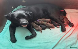 Labrador Retriever honden te koop: Labrador pups uit verantwoorde combinatie - Afbeelding 2