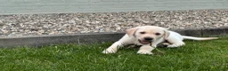 Labrador Retriever honden te koop: Labrador pups - Advertentie 8