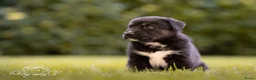 Kruising honden te koop: Huskador pupjes (labrador x Husky) - Advertentie 6