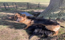 Duitse Herder honden te koop: Prachtige langharige Duitse herder met rechte rug - Afbeelding 16