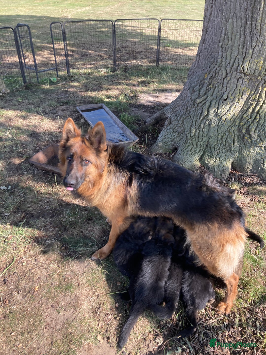 Duitse Herder honden te koop: Prachtige langharige Duitse herder met rechte rug - Afbeelding 16
