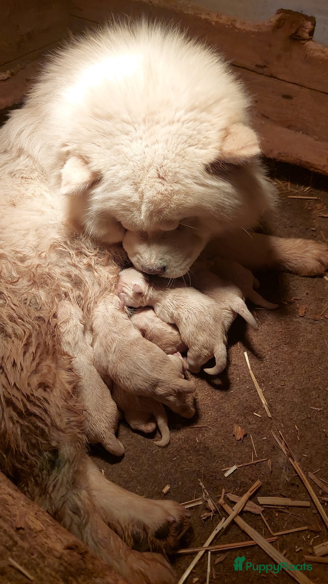 Chow Chow honden te koop: Chow chow pup - Advertentie 8