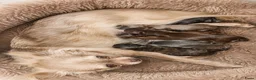 Chihuahua honden te koop: Mooie chihuahua pups - Advertentie 7