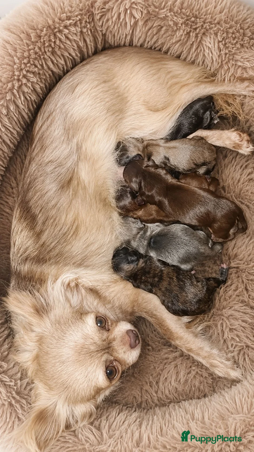Chihuahua honden te koop: Mooie chihuahua pups - Advertentie 7
