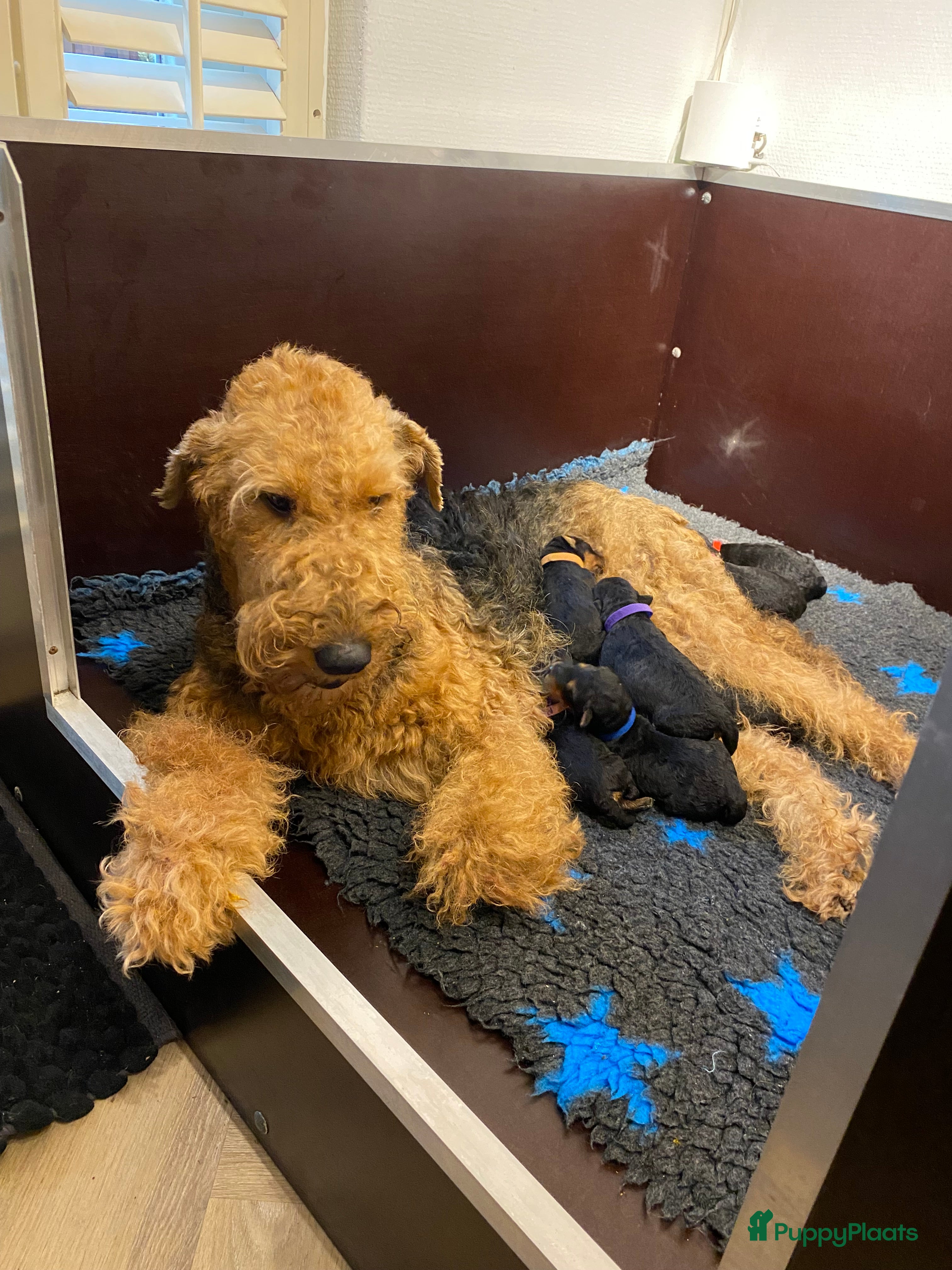 Airedale Terriër honden Airedale terriër pups  - Advertentie 1