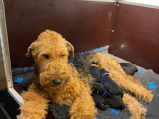 Airedale Terriër honden Airedale terriër pups - Advertentie 1