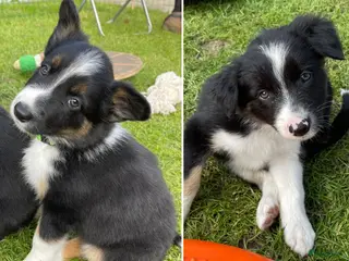 Border Collie honden Border Collie reutjes (2) | stamboom (ISDS/FCI) - Advertentie 2