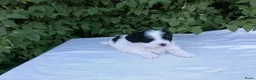 Shihpoo honden te koop: Mini doodle, shihpoo pupjes, reutjes - Advertentie 5