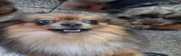Pomeriaan honden te koop: 3 maart geboren reu Choco merle Pomeranian - Advertentie 5