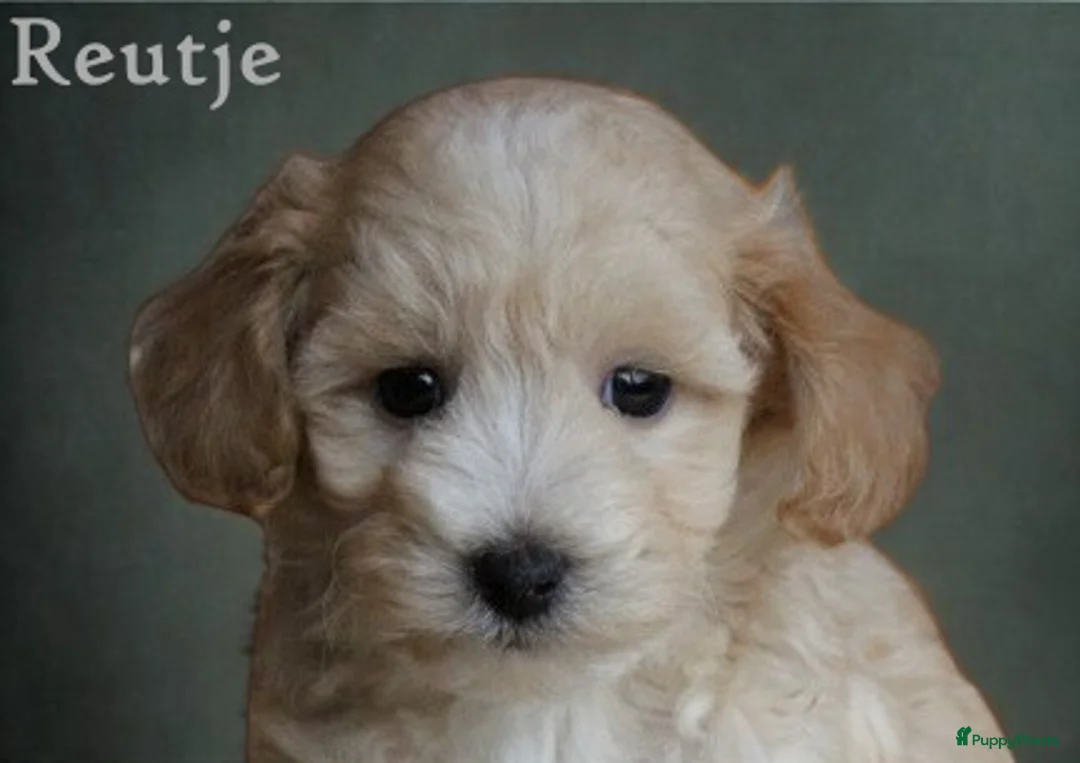 Maltipoo honden te koop: Lieve Maltipoo pups - Advertentie 4