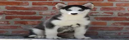 Siberische Husky honden te koop: Husky pup - Advertentie 6