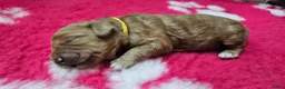 Labradoodle honden te koop: Super mooie Labradoodle pups in Schijndel - Advertentie 7