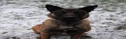 Mechelse Herder honden te koop: Energieke en liefdevolle Mechelse herder - Advertentie 6