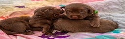 Labrador Retriever honden te koop: Raszuiver labrador pups mogen naar nieuw huisje  - Advertentie 18