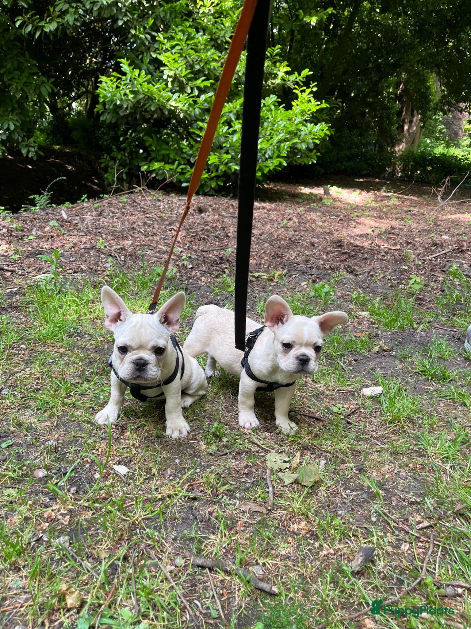 Franse Bulldog honden Franse Bulldog pups België  - Advertentie 3