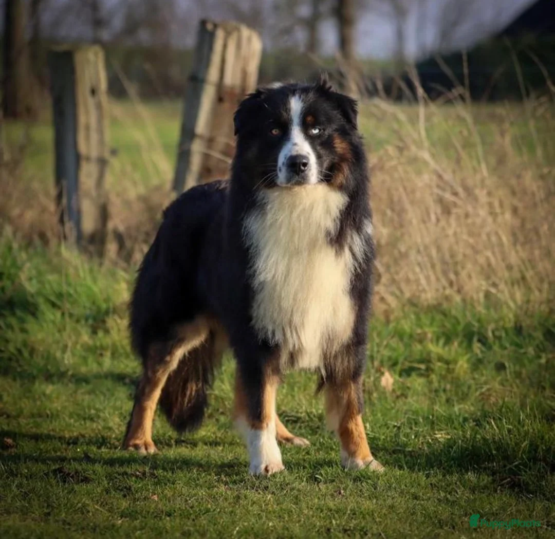 Australian Shepherd honden te koop: Australian shepherd pups  - Advertentie 10