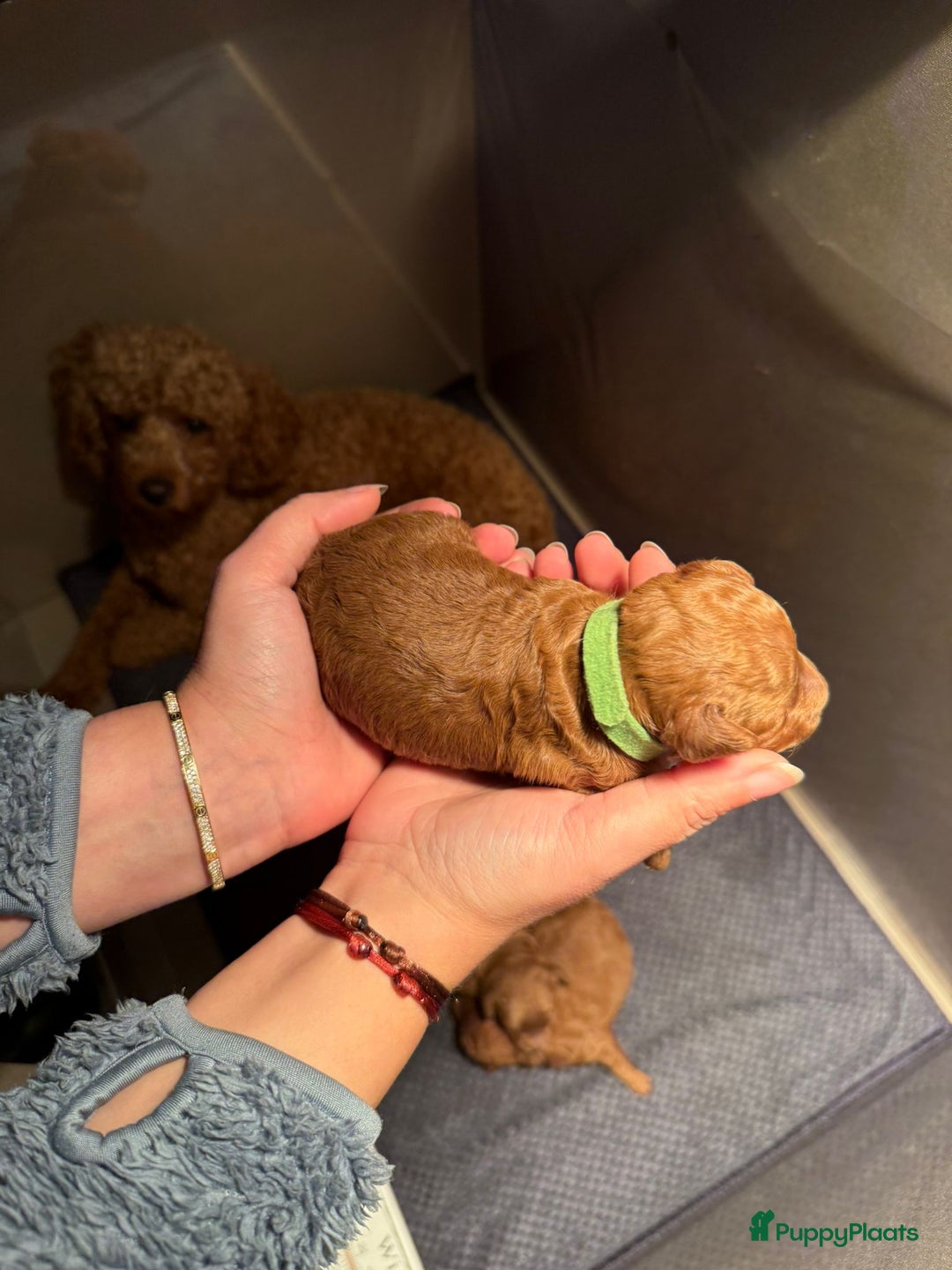 Poedel Toy honden te koop: Toy/dwerg poedel pups 🐾 - Advertentie 8