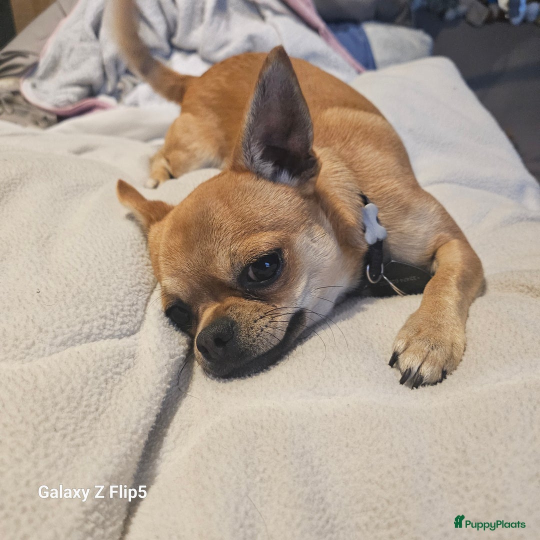 Chihuahua honden ter adoptie: Sonic - Advertentie 3