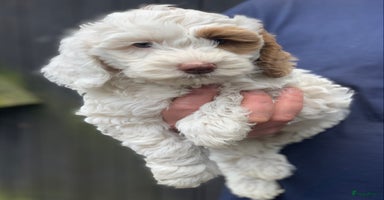Labradoodle honden - Advertentie 1