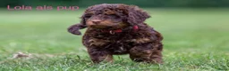 Labradoodle honden te koop: Labradoodle pups  - Advertentie 31