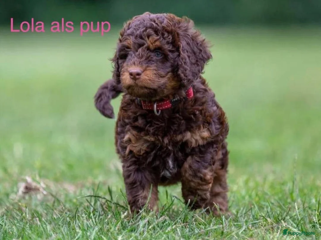 Labradoodle honden te koop: Labradoodle pups  - Advertentie 31