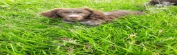 Friese Stabij honden te koop: Bruinschimmel Friese stabij pups: teefje en reutje - Advertentie 8