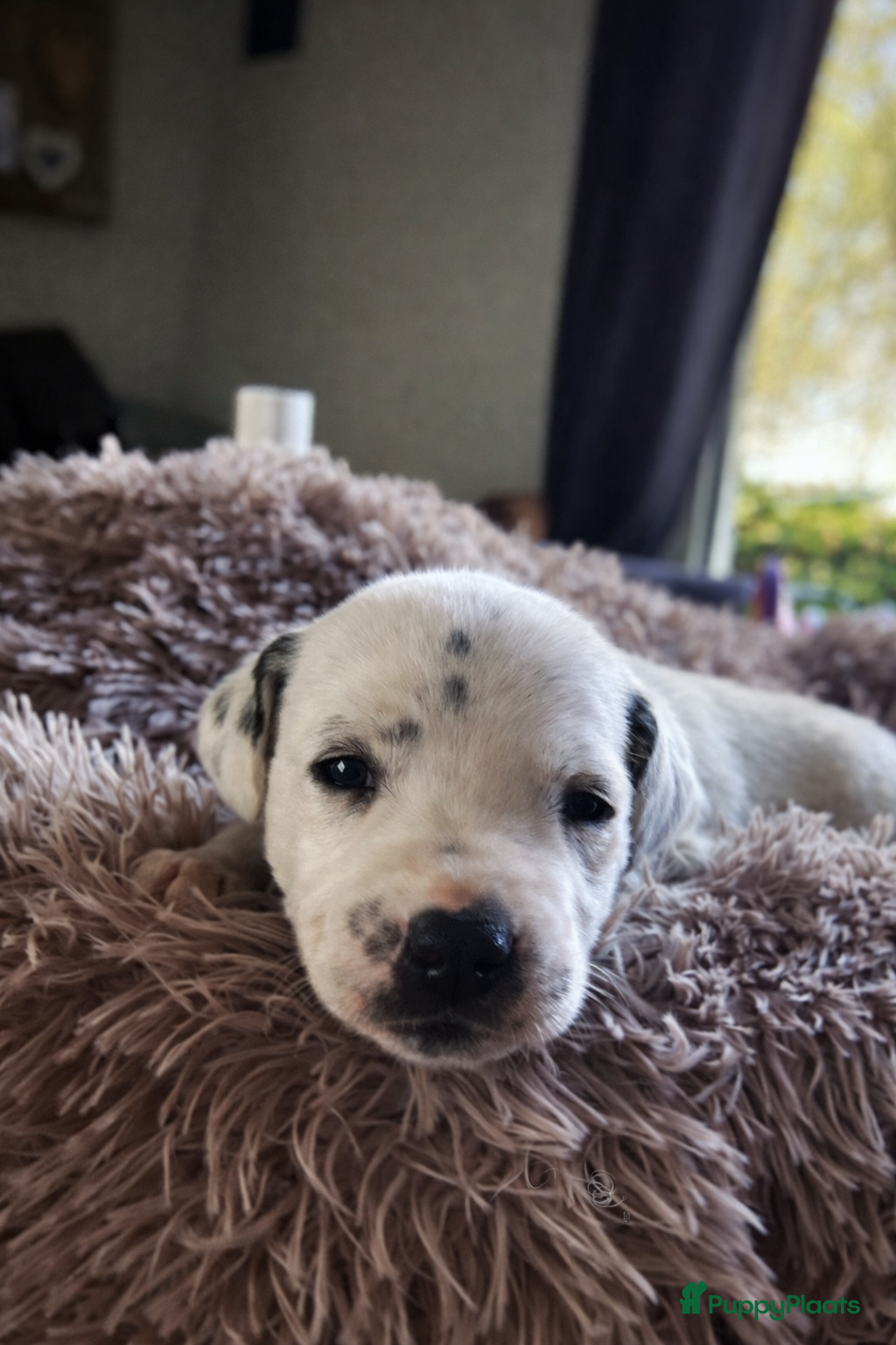 Dalmatiër honden Dalmatiër pups met stamboom  - Advertentie 2