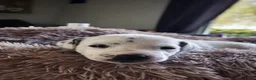 Dalmatiër honden te koop: Dalmatiër pups met stamboom  - Advertentie 4