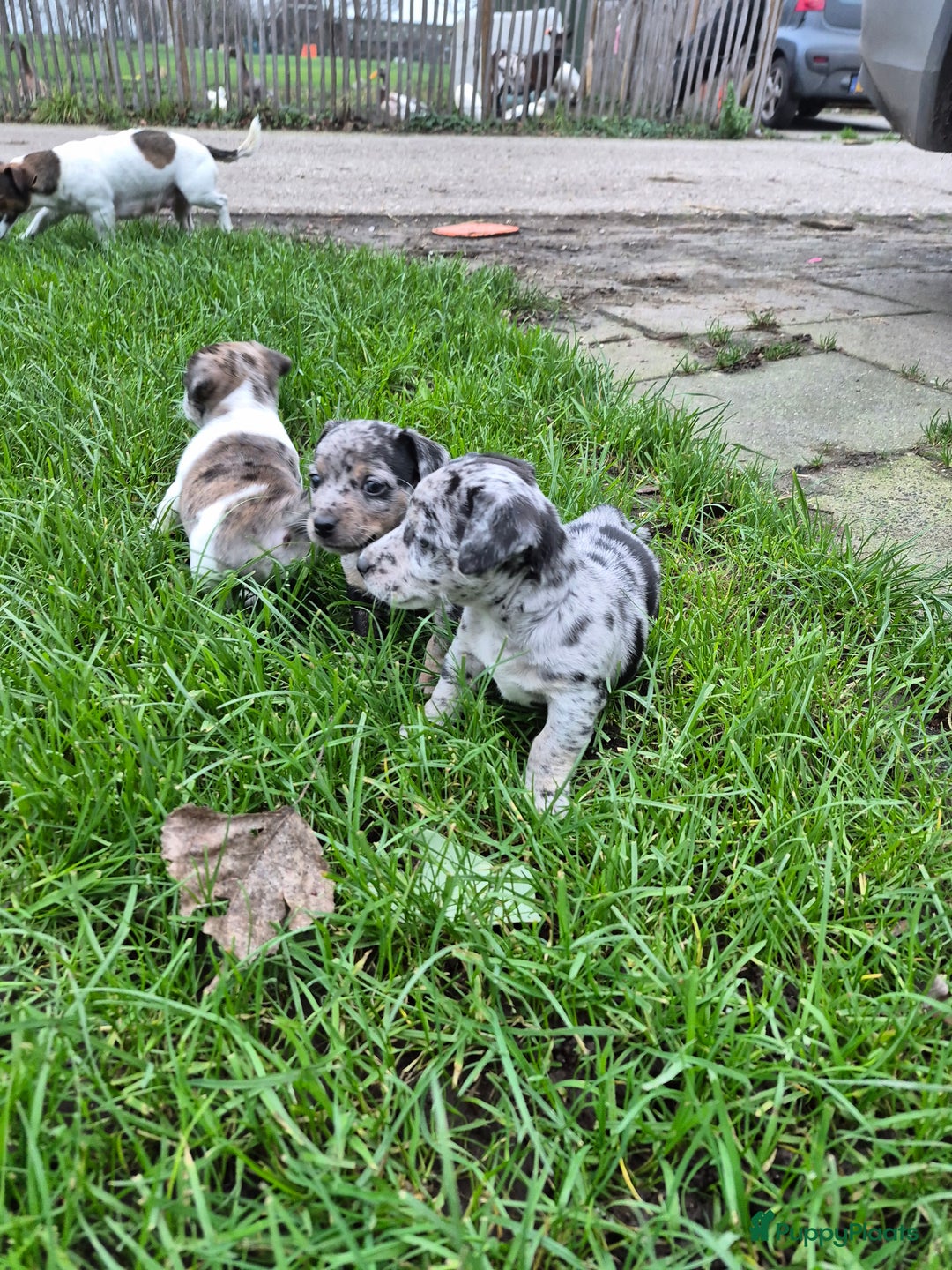 Jack Russel Terriër honden te koop: Merle Jackrussel te koop - Advertentie 10