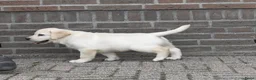 Labrador Retriever honden te koop: Knappe Labrador pups met stamboom ! - Advertentie 12