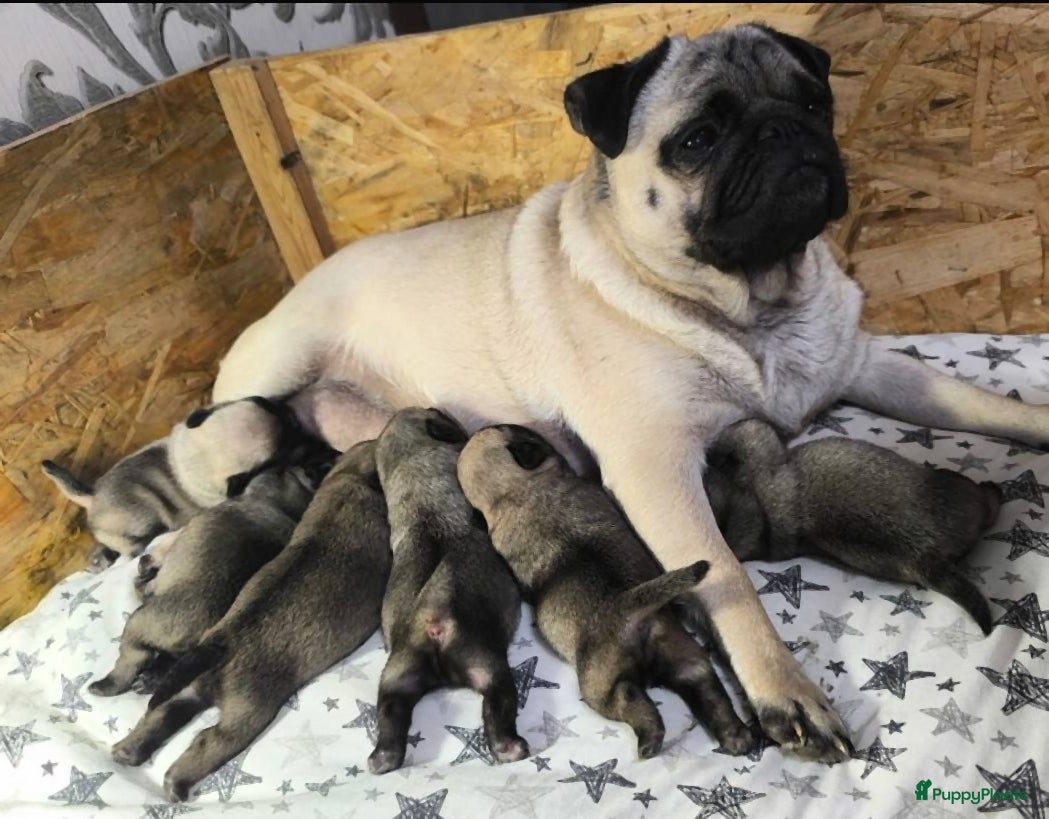 Mopshond honden mopshod pups in Amsterdam - Advertentie 1