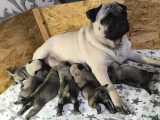 Mopshond honden mopshod pups in Amsterdam - Advertentie 1