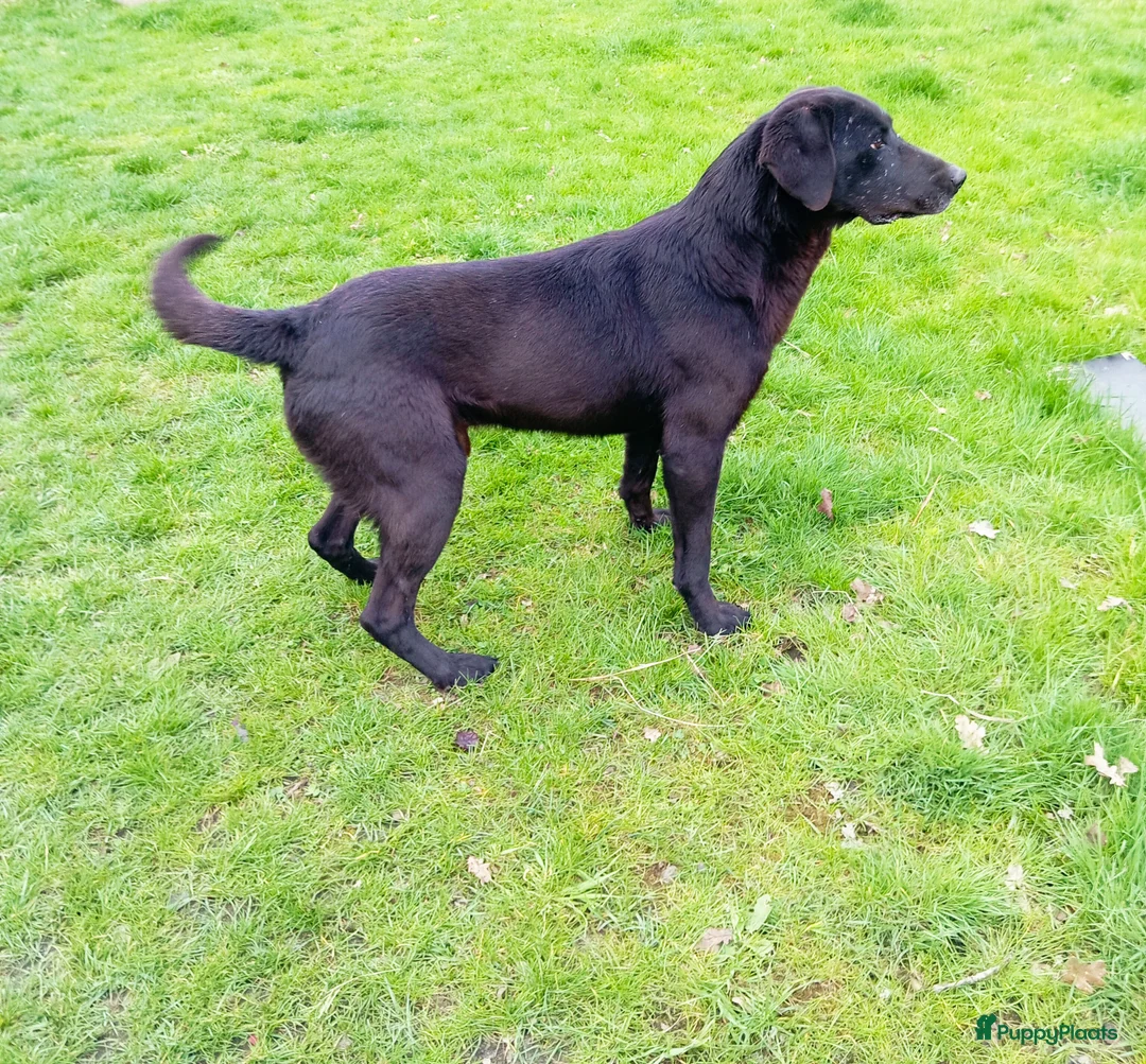 Labrador Retriever honden te koop: Field trial labrador pups  - Advertentie 3