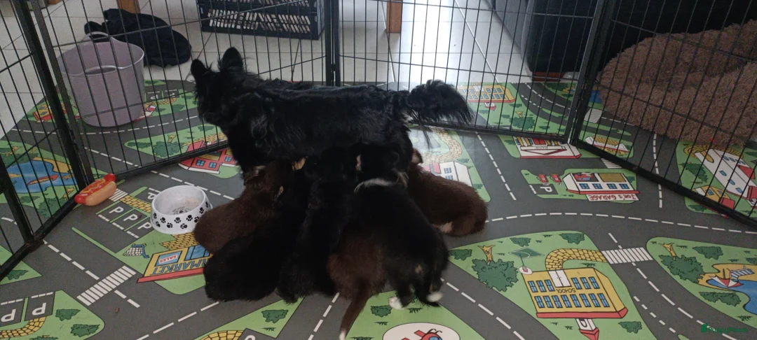 Kruising honden te koop: Chihuahua mix pups 3 reutjes - Advertentie 10