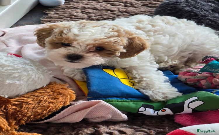 Maltipoo honden - Advertentie 3