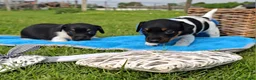 Jack Russel Terriër honden te koop: 4 Jack Russel pups: Black and Tan + Driekleurig 🐶 - Advertentie 15