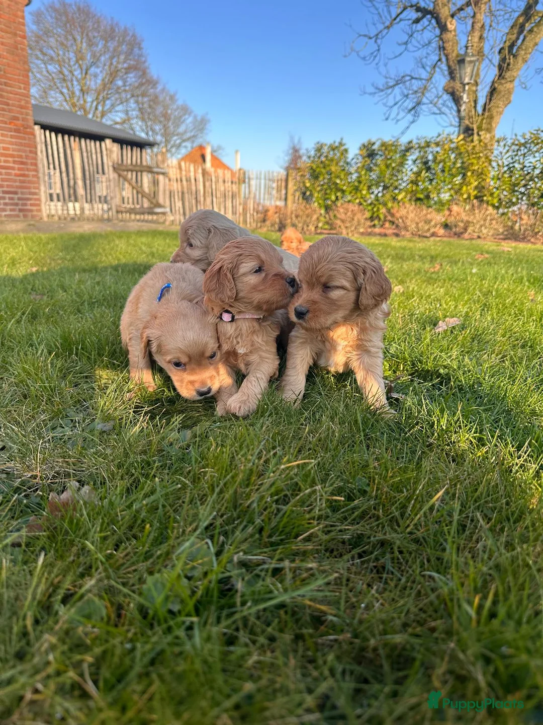 Kruising honden te koop: Labradoodle x Goldendoodle pups - Advertentie 14