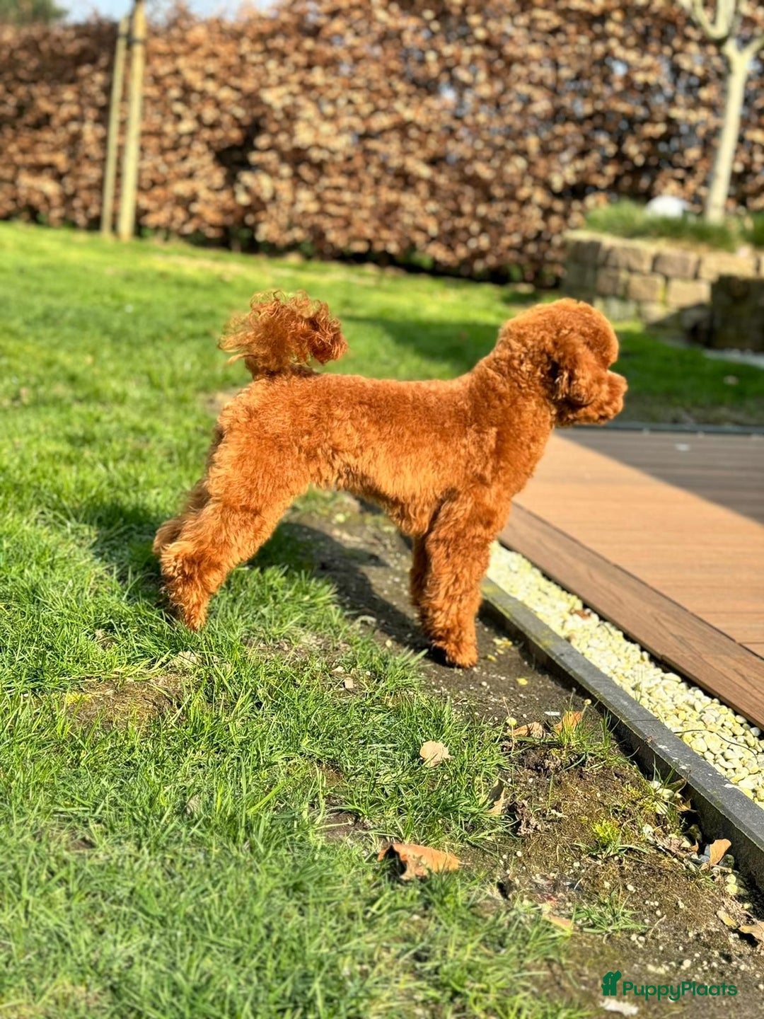 Kruising honden te koop: Laatste teefje: Orginele Amerikaanse Toy Papipoo  - Advertentie 14