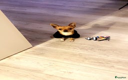 Chihuahua honden te koop: Chihuahua te koop in Almere - Afbeelding 1