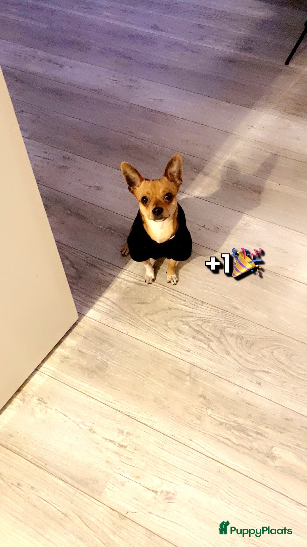 Chihuahua honden te koop: Chihuahua te koop in Almere - Afbeelding 1
