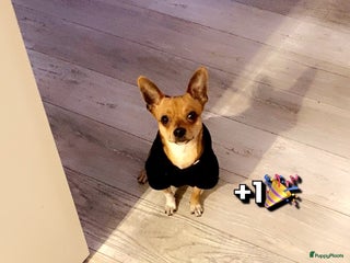 Chihuahua honden Chihuahua te koop in Almere - Advertentie 11
