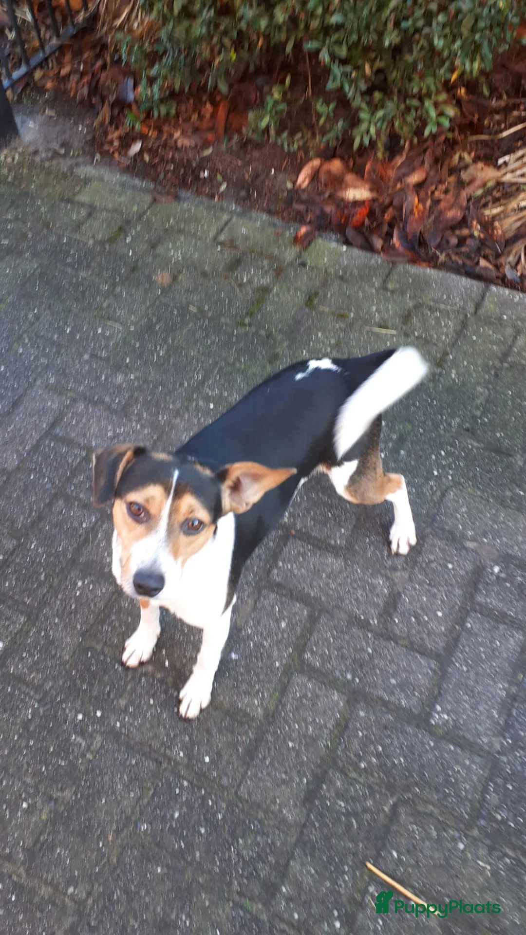 Fox Terriër Gladhaar honden te koop: boerenfox pups - Advertentie 11