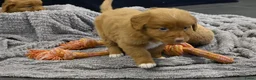 Nova Scotia Duck Tolling Retriever honden te koop: Speelse Nova Scotia Duck Tolling Retriever pups  - Advertentie 22