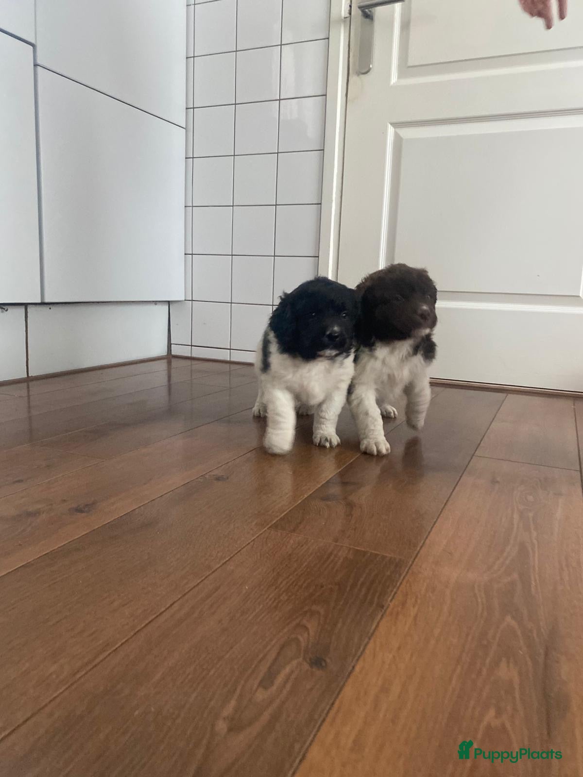 Kruising honden Friese stabij X wetterhoun pups - Advertentie 2