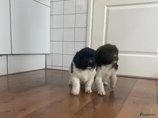 Kruising honden Friese stabij X wetterhoun pups - Advertentie 4