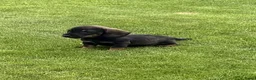 Ruwhaar Teckel honden te koop: zeer mooie pups beschikbaar voor goed huis. - Advertentie 5