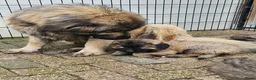 Kaukasische Owcharka honden te koop: Schitterende Kaukasische Owcharka pups 🔥🔥 - Advertentie 6