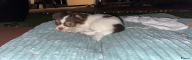 Chihuahua 2
